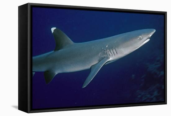 White-Tip Reef Shark Showing Mating Scars-null-Framed Stretched Canvas