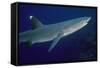 White-Tip Reef Shark Showing Mating Scars-null-Framed Stretched Canvas