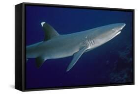 White-Tip Reef Shark Showing Mating Scars-null-Framed Stretched Canvas