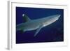 White-Tip Reef Shark Showing Mating Scars-null-Framed Photographic Print