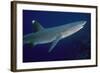 White-Tip Reef Shark Showing Mating Scars-null-Framed Photographic Print