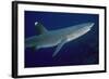 White-Tip Reef Shark Showing Mating Scars-null-Framed Photographic Print