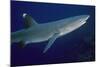 White-Tip Reef Shark Showing Mating Scars-null-Mounted Photographic Print