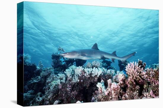 White-Tip Reef Shark-null-Stretched Canvas