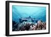 White-Tip Reef Shark-null-Framed Photographic Print