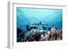 White-Tip Reef Shark-null-Framed Photographic Print