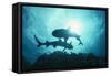 White-Tip Reef Sharks-null-Framed Stretched Canvas