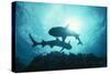 White-Tip Reef Sharks-null-Stretched Canvas