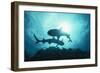 White-Tip Reef Sharks-null-Framed Photographic Print