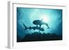 White-Tip Reef Sharks-null-Framed Photographic Print