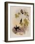White-Tip, Urosticte Benjamini-John Gould-Framed Giclee Print