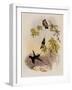 White-Tip, Urosticte Benjamini-John Gould-Framed Giclee Print