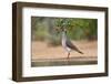 White-tipped Dove (Leptotila verreauxi) feeding on Manzanita fruits-Larry Ditto-Framed Photographic Print