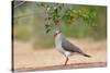 White-tipped Dove (Leptotila verreauxi) feeding on Manzanita fruits-Larry Ditto-Stretched Canvas