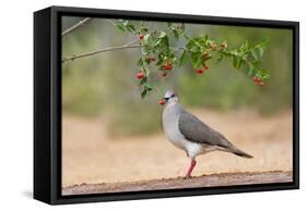 White-tipped Dove (Leptotila verreauxi) feeding on Manzanita fruits-Larry Ditto-Framed Stretched Canvas