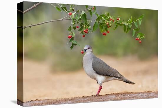 White-tipped Dove (Leptotila verreauxi) feeding on Manzanita fruits-Larry Ditto-Stretched Canvas