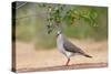 White-tipped Dove (Leptotila verreauxi) feeding on Manzanita fruits-Larry Ditto-Stretched Canvas