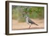 White-tipped Dove (Leptotila verreauxi) feeding on Manzanita fruits-Larry Ditto-Framed Photographic Print