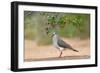 White-tipped Dove (Leptotila verreauxi) feeding on Manzanita fruits-Larry Ditto-Framed Photographic Print