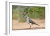 White-tipped Dove (Leptotila verreauxi) feeding on Manzanita fruits-Larry Ditto-Framed Photographic Print