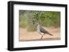 White-tipped Dove (Leptotila verreauxi) feeding on Manzanita fruits-Larry Ditto-Framed Photographic Print