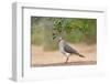 White-tipped Dove (Leptotila verreauxi) feeding on Manzanita fruits-Larry Ditto-Framed Photographic Print