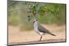 White-tipped Dove (Leptotila verreauxi) feeding on Manzanita fruits-Larry Ditto-Mounted Photographic Print