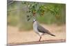 White-tipped Dove (Leptotila verreauxi) feeding on Manzanita fruits-Larry Ditto-Mounted Photographic Print