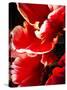 White Tipped Red Tulip I-Rachel Perry-Stretched Canvas