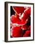 White Tipped Red Tulip I-Rachel Perry-Framed Art Print