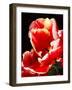 White Tipped Red Tulip II-Rachel Perry-Framed Art Print