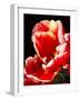 White Tipped Red Tulip II-Rachel Perry-Framed Art Print