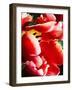 White Tipped Red Tulip III-Rachel Perry-Framed Art Print