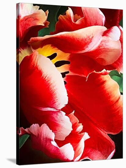 White Tipped Red Tulip III-Rachel Perry-Stretched Canvas