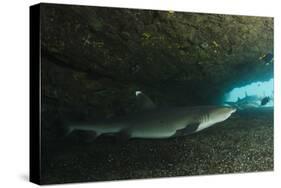 White-Tipped Reef Shark (Triaenodon Obesus), Ecuador-Pete Oxford-Stretched Canvas