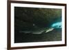 White-Tipped Reef Shark (Triaenodon Obesus), Ecuador-Pete Oxford-Framed Photographic Print