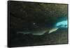 White-Tipped Reef Shark (Triaenodon Obesus), Ecuador-Pete Oxford-Framed Stretched Canvas