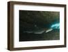 White-Tipped Reef Shark (Triaenodon Obesus), Ecuador-Pete Oxford-Framed Photographic Print