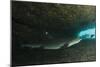 White-Tipped Reef Shark (Triaenodon Obesus), Ecuador-Pete Oxford-Mounted Photographic Print