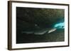 White-Tipped Reef Shark (Triaenodon Obesus), Ecuador-Pete Oxford-Framed Photographic Print