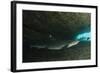 White-Tipped Reef Shark (Triaenodon Obesus), Ecuador-Pete Oxford-Framed Photographic Print