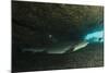 White-Tipped Reef Shark (Triaenodon Obesus), Ecuador-Pete Oxford-Mounted Photographic Print