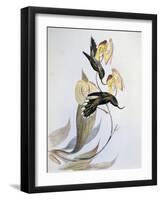 White-Tipped Sicklebill (Eutoxeres Aquila)-John Gould-Framed Giclee Print