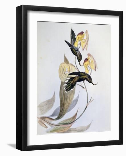 White-Tipped Sicklebill (Eutoxeres Aquila)-John Gould-Framed Giclee Print