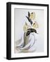 White-Tipped Sicklebill (Eutoxeres Aquila)-John Gould-Framed Giclee Print