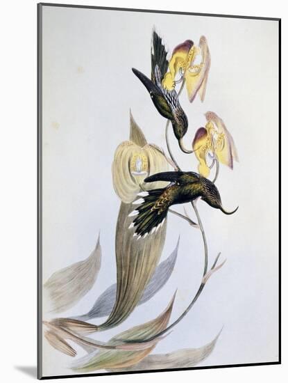 White-Tipped Sicklebill (Eutoxeres Aquila)-John Gould-Mounted Giclee Print