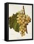 White Tokay Grape-A. Kreyder-Framed Stretched Canvas