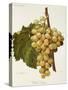 White Tokay Grape-A. Kreyder-Stretched Canvas