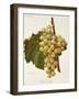 White Tokay Grape-A. Kreyder-Framed Giclee Print