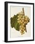 White Tokay Grape-A. Kreyder-Framed Giclee Print